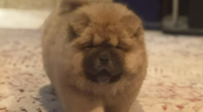 호주 퍼스 마운트 리치온서 희귀 혈통 강아지 도난 추정…가족 보상금 제시 Ra vanished without a trace from Harrison Road in Mount Richon along with three other dogs. (Nine)