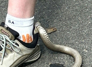 시드니 나렐런, 신발에 낀 갈색뱀에 물리고도 생존 The eastern brown snake became stuck in the heel loop of the woman's shoe. (Cory Kerewaro Reptile Relocation Sydney)_9news