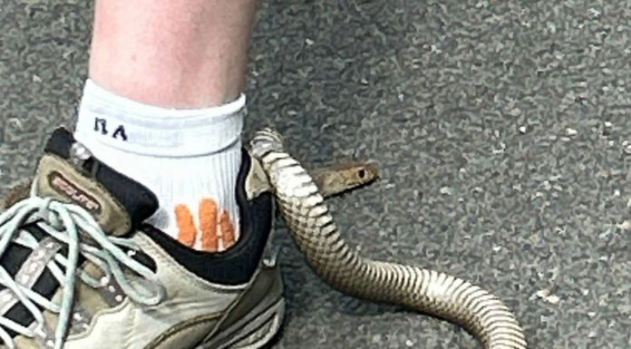 시드니 나렐런, 신발에 낀 갈색뱀에 물리고도 생존 The eastern brown snake became stuck in the heel loop of the woman's shoe. (Cory Kerewaro Reptile Relocation Sydney)_9news
