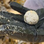 11.Mysterious balls began washing up on beaches from late 2024_central coast concil_9news