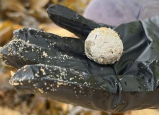 시드니 해변 공모양 쓰레기 예방 위해 30억 달러 투자 Mysterious balls began washing up on beaches from late 2024_central coast concil_9news
