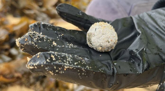 시드니 해변 공모양 쓰레기 예방 위해 30억 달러 투자 Mysterious balls began washing up on beaches from late 2024_central coast concil_9news