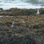 3.The clumps of seaweed are 1.5 metres deep in some places. (Nine)