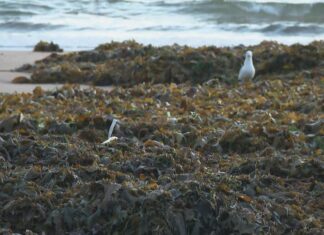 시드니 디와이 해변, 폭염 앞두고 해초 악취 우려 The clumps of seaweed are 1.5 metres deep in some places. (Nine)
