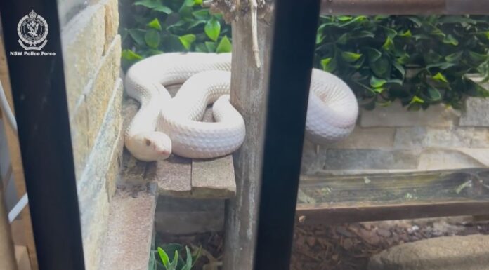 NSW 주택서, 남성 대마초 재배 및 희귀 동물 사육 혐의로 기소 The animals were safely removed and placed into care. (NSW Police Force)_9news