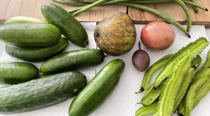 퀸즐랜드, 연 1만5000달러로 사는 부부 The couple grows food in their garden which keeps their food costs low. (Supplied)_9news