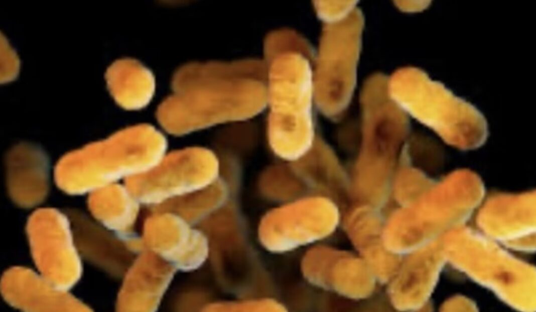 Australia has recorded its highest rates of whooping cough in three decades. Picture Wikimedia Commons_NEWS.COM.AU