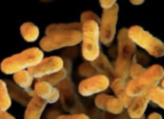 호주, 백일해 감염자 수 30년 만에 최고 기록 Australia has recorded its highest rates of whooping cough in three decades. Picture Wikimedia Commons_NEWS.COM.AU