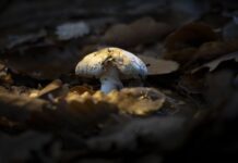 호주 일부 지역, 폭우 후 치명적 독버섯 경고 Deathcap mushrooms are highly poisonous and can kill an adult. (Jason South)_9news