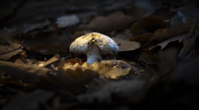 호주 일부 지역, 폭우 후 치명적 독버섯 경고 Deathcap mushrooms are highly poisonous and can kill an adult. (Jason South)_9news