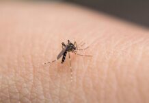 NSW, 일본뇌염 백신 무료 접종 대상 확대 A potentially deadly mosquito-borne virus has been detected in NSW. (Getty)_9news