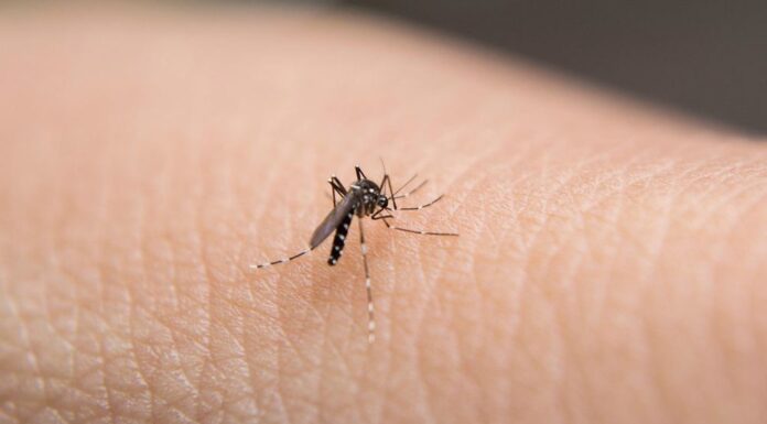 NSW, 일본뇌염 백신 무료 접종 대상 확대 A potentially deadly mosquito-borne virus has been detected in NSW. (Getty)_9news