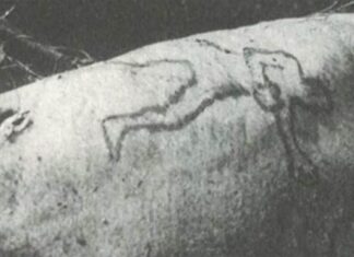 그때 그사건 – 1935년 4월 25일: 시드니 수족관에서 상어가 사람 팔을 토해내다 Jim Smith's arm had a distinctive tattoo on it. (Supplied)_9news