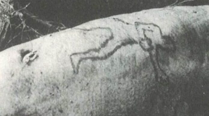 그때 그사건 – 1935년 4월 25일: 시드니 수족관에서 상어가 사람 팔을 토해내다 Jim Smith's arm had a distinctive tattoo on it. (Supplied)_9news