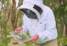 호주 연구진, ‘벌 접착제’에서 화상·흉터 치료 신물질 발견…