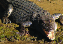 20대 남성, 서호주 킴벌리 외딴 캠핑장에서 대형 악어에게 공격당해