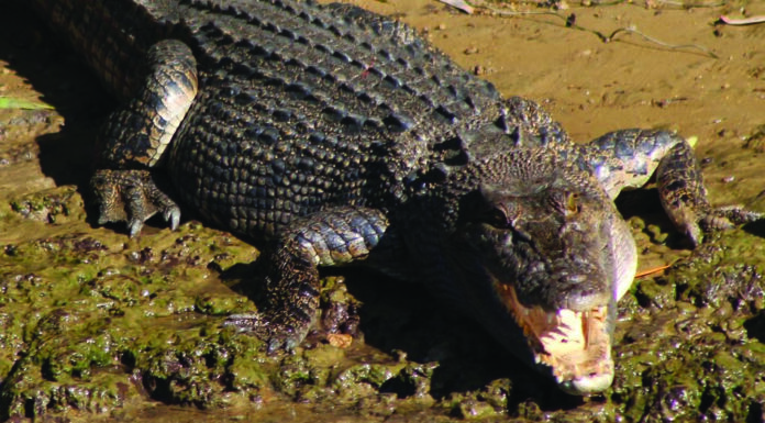 20대 남성, 서호주 킴벌리 외딴 캠핑장에서 대형 악어에게 공격당해