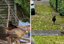 시드니 북부 해안 크레모른포인트 화살 맞은 야생 칠면조 사건 One resident told Nine.com.au they had seen the bird on the Central Coast several times since February. (Supplied)_9news