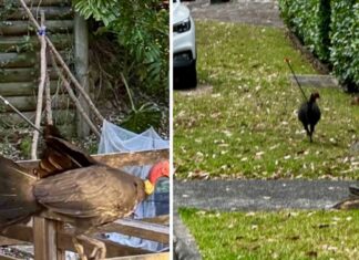 시드니 북부 해안 크레모른포인트 화살 맞은 야생 칠면조 사건 One resident told Nine.com.au they had seen the bird on the Central Coast several times since February. (Supplied)_9news