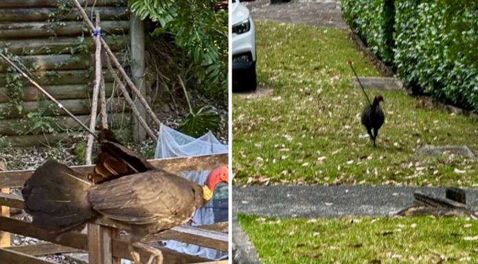 시드니 북부 해안 크레모른포인트 화살 맞은 야생 칠면조 사건 One resident told Nine.com.au they had seen the bird on the Central Coast several times since February. (Supplied)_9news