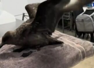 “치킨·계란값 폭등하나”…호주 조류인플루엔자 발견에 마트 물가 직격탄 우려 This brown skua, found at Cape Le Grand National Park near Esperance and taken in by a carer, is Australia's first confirmed H5 strain case. 9News