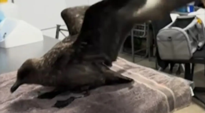 “치킨·계란값 폭등하나”…호주 조류인플루엔자 발견에 마트 물가 직격탄 우려 This brown skua, found at Cape Le Grand National Park near Esperance and taken in by a carer, is Australia's first confirmed H5 strain case. 9News