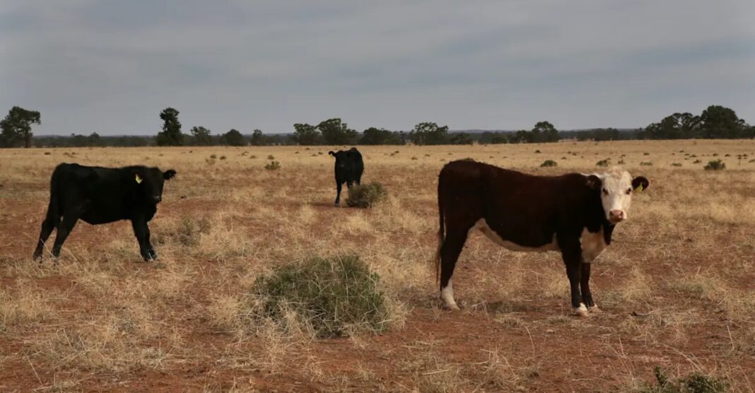 13.After months of watching and waiting, forecasters have pulled the trigger on El Nino. James Alcock_9news After months of watching and waiting, forecasters have pulled the trigger on El Nino. James Alcock_9news