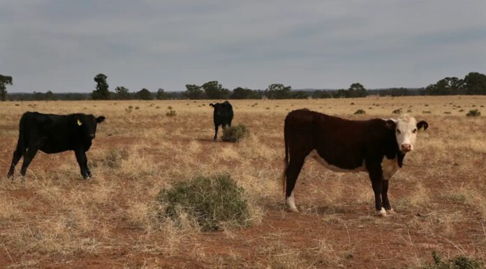 호주 기상청 태평양 엘니뇨 공식 선언 After months of watching and waiting, forecasters have pulled the trigger on El Nino. James Alcock_9news
