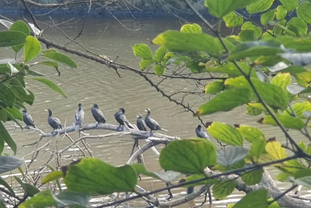 6.More than a dozen birds have been impacted by the spill. Sydney Wildlife Rescue_9news More than a dozen birds have been impacted by the spill. Sydney Wildlife Rescue_9news