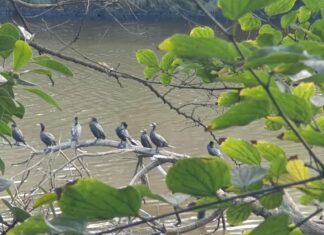 시드니 알렉산드리아 운하 유류 유출로 15마리 이상 조류 피해 More than a dozen birds have been impacted by the spill. Sydney Wildlife Rescue_9news
