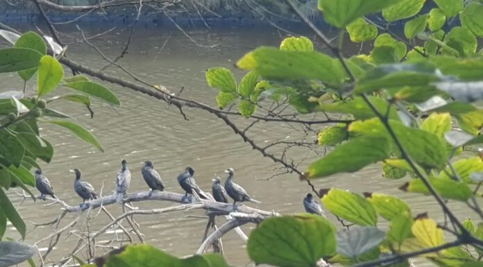 시드니 알렉산드리아 운하 유류 유출로 15마리 이상 조류 피해 More than a dozen birds have been impacted by the spill. Sydney Wildlife Rescue_9news