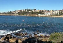 시드니 쿠지 비치, 상어 공격 이후 대규모 해양 수영 행사 열려 The community has come together for a swim-out at Coogee Beach after last Saturday's shark attack on Leah Stewart. Sam Worthington_9news
