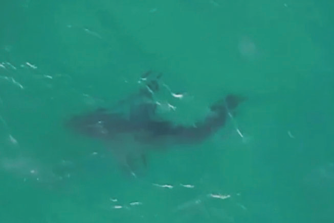 A Great White Shark spotted swimming off the shore of Sydney's Bondi Beach. DroneSharkApp, 9NEWS
