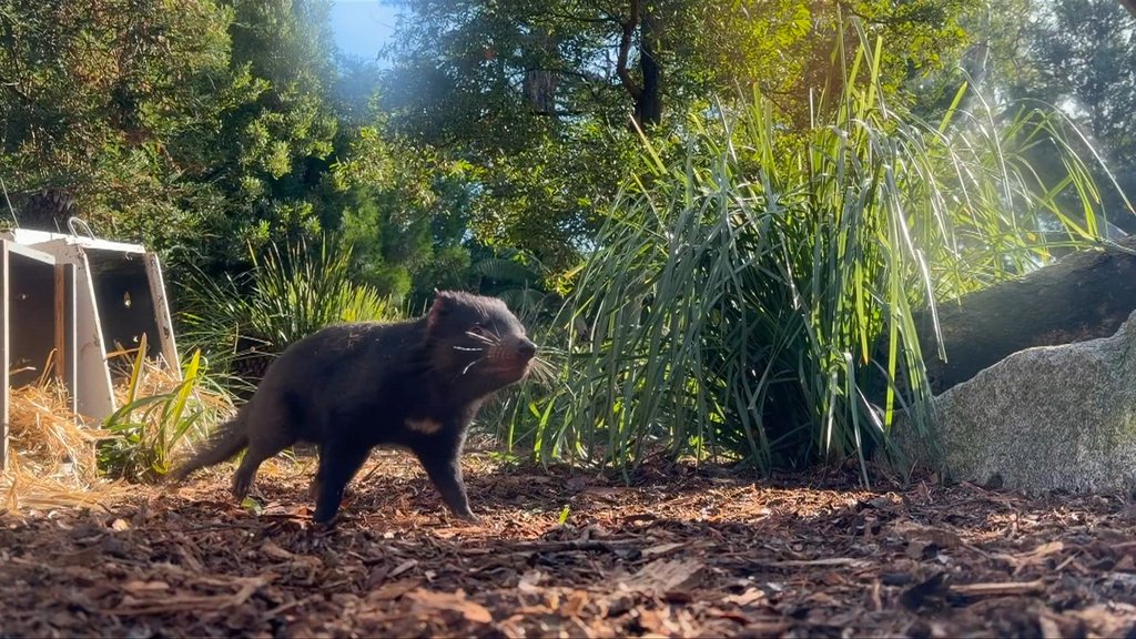 Tasmanian devils are nocturnal marsupials native to Tasmania and are listed as endangered in the wild. Credit 7NEWS