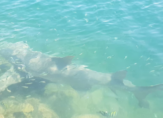 시드니 해변 상어 그물 존치 논란… “과학 무시한 구식 대응” 비판 확산 The government is expanding the shark control program in a bid to protect swimmers and uphold Queensland's reputation as a tourism destination. (Supplied Daryl McPhee)_abc.net.au