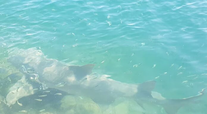 시드니 해변 상어 그물 존치 논란… “과학 무시한 구식 대응” 비판 확산 The government is expanding the shark control program in a bid to protect swimmers and uphold Queensland's reputation as a tourism destination. (Supplied Daryl McPhee)_abc.net.au