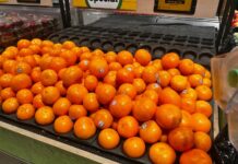호주 겨울 대표 과일 귤, 악천후로 공급 부족 우려 This year’s mandarin season has been described as ‘patchy’. Jo Abi_9NEWS