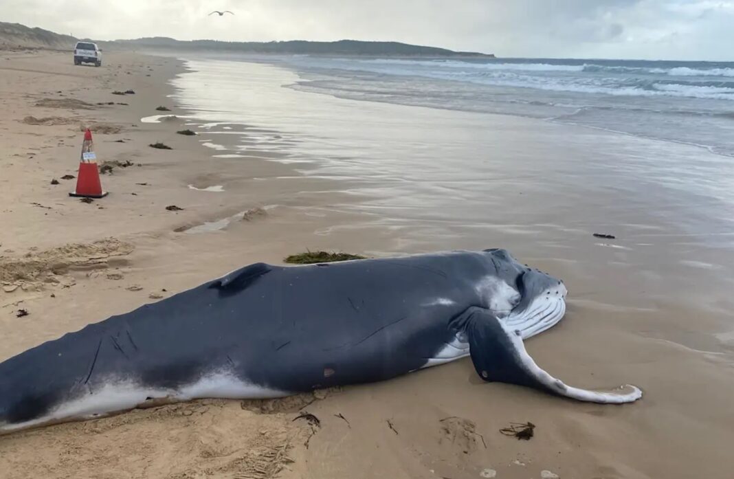3.The 4.5 metre male calf was found at Greenhills Beach in Cronulla at 6.30am on Friday. Thomas Hollywood_9NEWS The 4.5 metre male calf was found at Greenhills Beach in Cronulla at 6.30am on Friday. Thomas Hollywood_9NEWS
