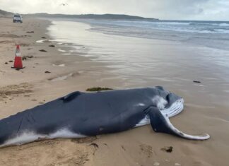 크로눌라 그린힐스 비치(Greenhills Beach)해변, 새끼 혹등고래 H5N1 감염 여부 검사 실시 The 4.5 metre male calf was found at Greenhills Beach in Cronulla at 6.30am on Friday. Thomas Hollywood_9NEWS