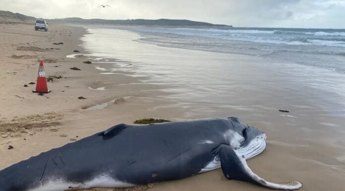 크로눌라 그린힐스 비치(Greenhills Beach)해변, 새끼 혹등고래 H5N1 감염 여부 검사 실시 The 4.5 metre male calf was found at Greenhills Beach in Cronulla at 6.30am on Friday. Thomas Hollywood_9NEWS