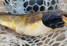 북미 멤프레마고그호, 전염성 암 퍼지는 메기 발견 The inky-black tumours found on North American brown bullhead catfish has been found to be a “parasitic” form of transmissible melanoma. Source University of Vermont_news.com.au
