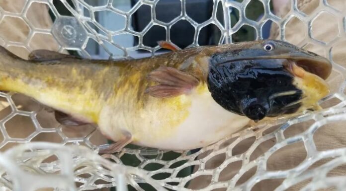 북미 멤프레마고그호, 전염성 암 퍼지는 메기 발견 The inky-black tumours found on North American brown bullhead catfish has been found to be a “parasitic” form of transmissible melanoma. Source University of Vermont_news.com.au