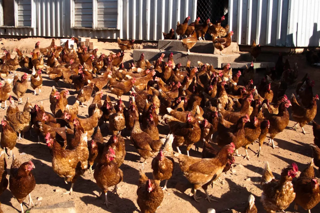 5_While-H5N1-can-spread-to-poultry-and-captive-birds-it-has-not-been-detected-in-any-nationwide.-iStockphoto_9news.webp While H5N1 can spread to poultry and captive birds, it has not been detected in any nationwide. iStockphoto_9news