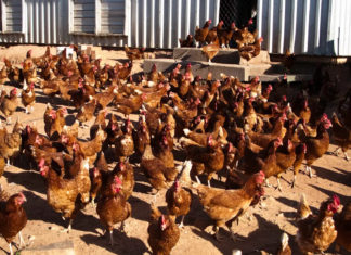 NSW 조류독감 확인, 전문가 “닭고기·계란 사재기 불필요” While H5N1 can spread to poultry and captive birds, it has not been detected in any nationwide. iStockphoto_9news
