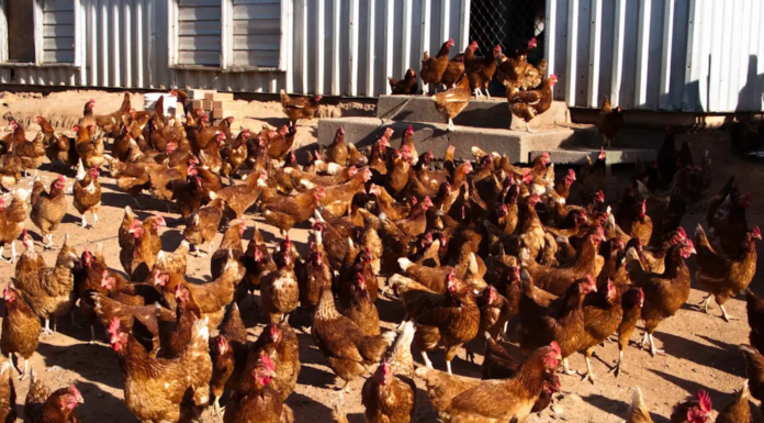 NSW 조류독감 확인, 전문가 “닭고기·계란 사재기 불필요” While H5N1 can spread to poultry and captive birds, it has not been detected in any nationwide. iStockphoto_9news