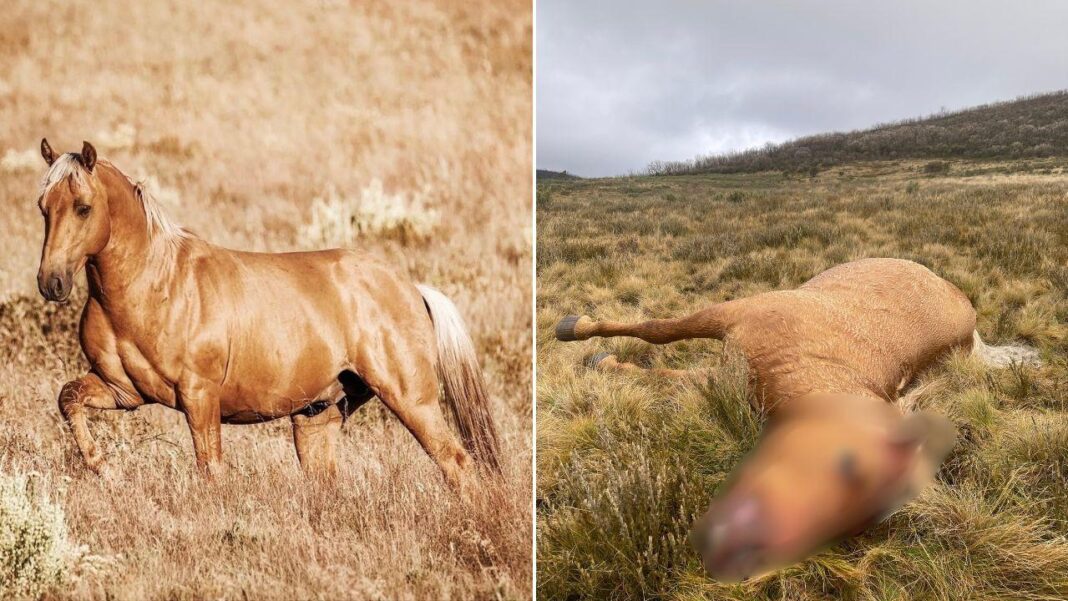 Popular stallion Matagi was one of the brumbies killed by an unknown shooter. Credit Kiki Sjoberg_news.com.au