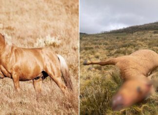 NSW 국립공원에서 브럼비(야생마) 2마리 사살돼… 의문의 총격범 추적 중 Popular stallion Matagi was one of the brumbies killed by an unknown shooter. Credit Kiki Sjoberg_news.com.au