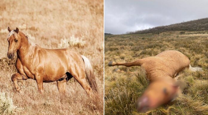 NSW 국립공원에서 브럼비(야생마) 2마리 사살돼… 의문의 총격범 추적 중 Popular stallion Matagi was one of the brumbies killed by an unknown shooter. Credit Kiki Sjoberg_news.com.au