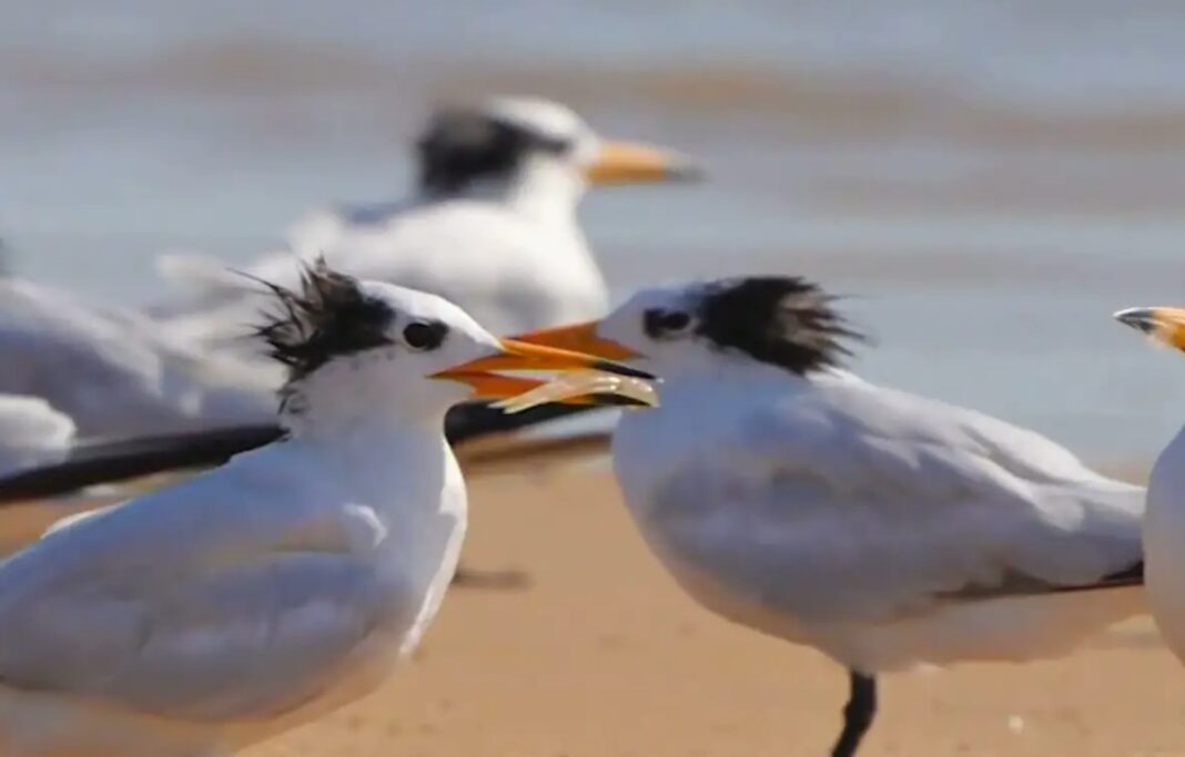Two new cases of bird flu have been recorded in New South Wales, the state’s first detection of the H5 avian influenza in Australian native species. 9News