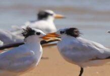 NSW, 호주 토종 조류서 첫 조류인플루엔자 확인 Two new cases of bird flu have been recorded in New South Wales, the state’s first detection of the H5 avian influenza in Australian native species. 9News